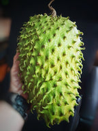 Soursop oljeserum Min butik